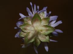 flower, picture from below